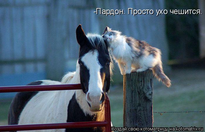 -Пардон. Просто ухо чешится.... Котоматрица: -Пардон. Просто ухо чешится.