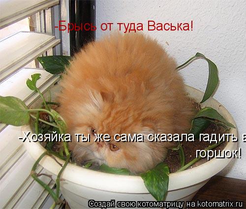 -Брысь от туда Васька! -Хозяйка ты же сама сказала гадить в горшок! горшок!... Котоматрица: -Брысь от туда Васька! -Хозяйка ты же сама сказала гадить в горшок! горшок!