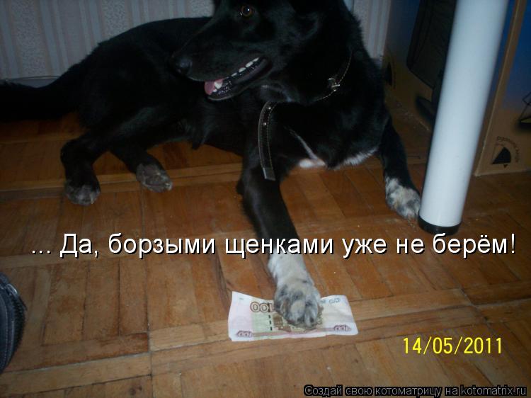 ... Да, борзыми щенками уже не берём!... Котоматрица: ... Да, борзыми щенками уже не берём!