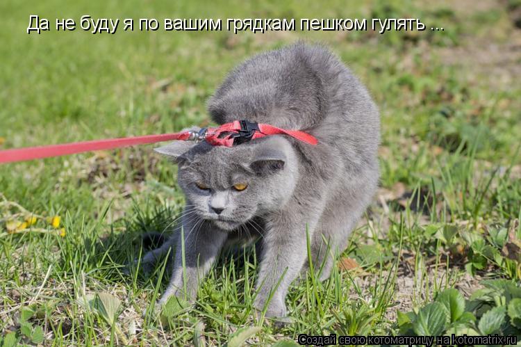 Да не буду я по вашим грядкам пешком гулять ...... Котоматрица: Да не буду я по вашим грядкам пешком гулять ...