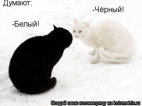 Думают: -Белый! -Чёрный!... Котоматрица: Думают: -Белый! -Чёрный!