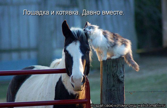 Котоматрица: Лошадка и котявка. Давно вместе.