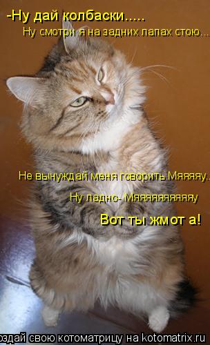 Котоматрица: -Ну дай колбаски..... Ну смотри я на задних лапах стою.... Не вынуждай меня говорить Мяяяяу...... Ну ладно- Мяяяяяяяяяяу Вот ты жмот а!