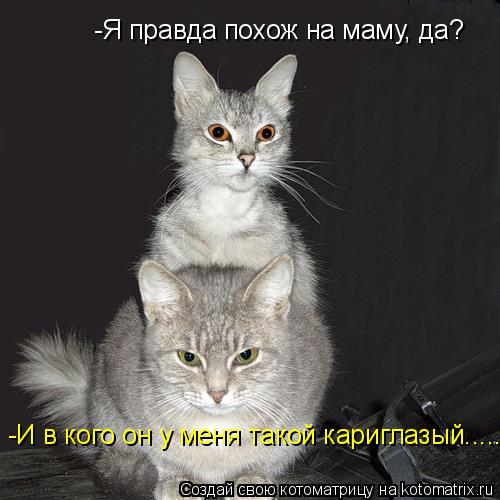 Котоматрица: -Я правда похож на маму, да? -И в кого он у меня такой кариглазый......