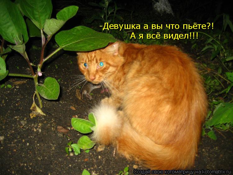 -Девушка а вы что пьёте?! А я всё видел!!!... Котоматрица: -Девушка а вы что пьёте?! А я всё видел!!!