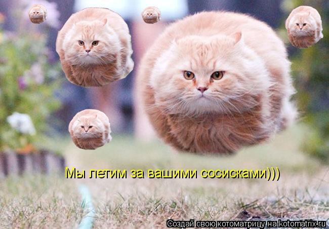 Мы летим за вашими сосисками)))... Котоматрица: Мы летим за вашими сосисками)))