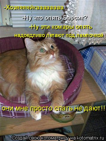 -Хозяяяяйкаааааааа -Ну что опять Барсик? -Ну эти комары опять надоедливо летают под лампочкой они мне... Котоматрица: -Хозяяяяйкаааааааа -Ну что опять Барсик? -Ну эти комары опять надоедливо летают под лампочкой они мне просто спать не дают!!!