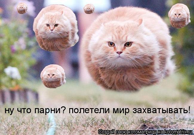 ну что парни? полетели мир захватывать!... Котоматрица: ну что парни? полетели мир захватывать!