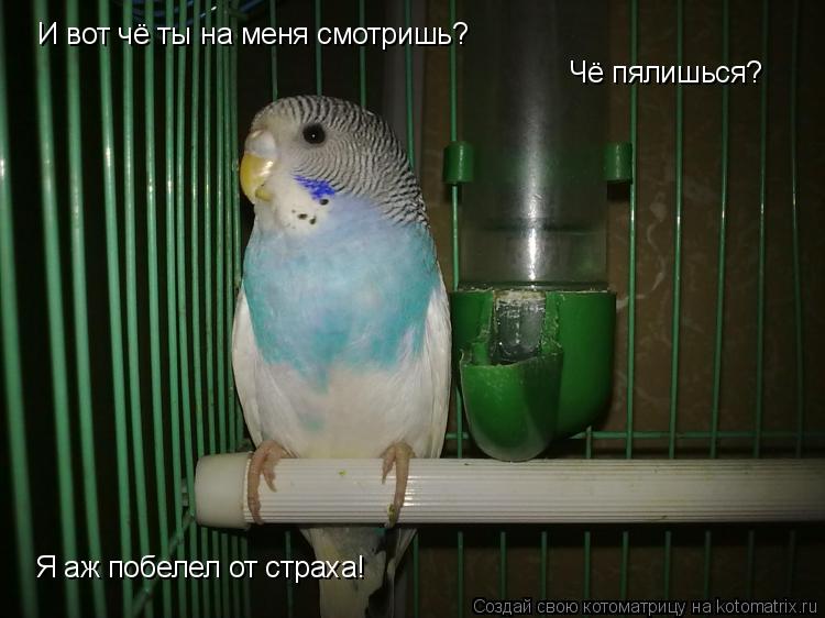 И вот чё ты на меня смотришь? Чё пялишься? Я аж побелел от страха!... Котоматрица: И вот чё ты на меня смотришь? Чё пялишься? Я аж побелел от страха!