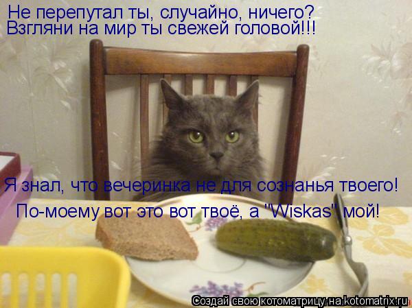 Котоматрица: Не перепутал ты, случайно, ничего? Взгляни на мир ты свежей головой!!! Я знал, что вечеринка не для сознанья твоего! По-моему вот это вот твоё, 