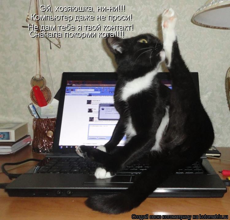 Эй, хозяюшка, ни-ни!!! Компьютер даже не проси! Не дам тебе я твой контакт! Сначала покорми кота!!!!... Котоматрица: Эй, хозяюшка, ни-ни!!! Компьютер даже не проси! Не дам тебе я твой контакт! Сначала покорми кота!!!!