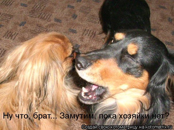 Ну что, брат... Замутим, пока хозяйки нет?... Котоматрица: Ну что, брат... Замутим, пока хозяйки нет?