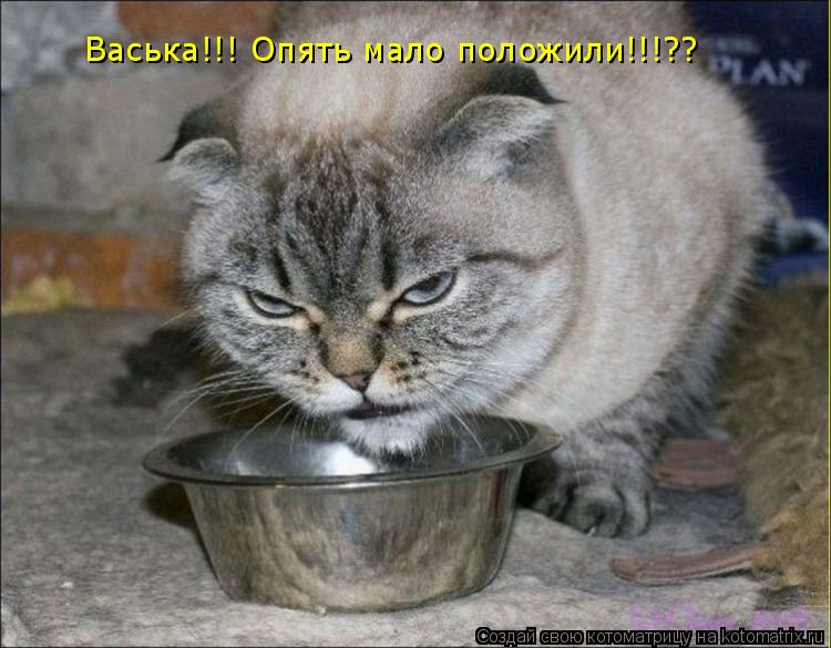 Васька!!! Опять мало положили!!!??... Котоматрица: Васька!!! Опять мало положили!!!??