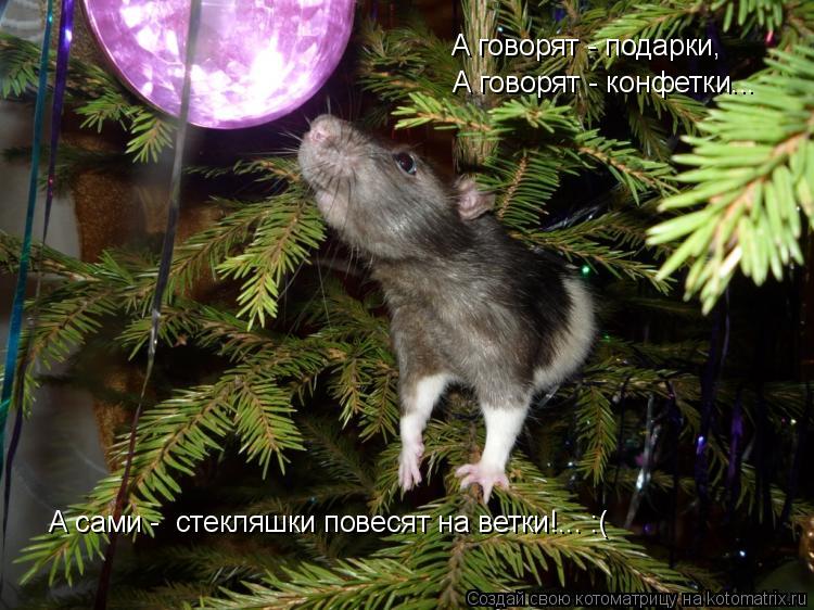 А говорят - подарки, А говорят - конфетки... А сами - стекляшки повесят на ветки!... :(... Котоматрица: А говорят - подарки, А говорят - конфетки... А сами - стекляшки повесят на ветки!... :(