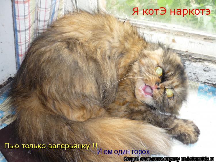 Я котЭ наркотэ Пью только валерьянку !! И ем один горох... Котоматрица: Я котЭ наркотэ Пью только валерьянку !! И ем один горох
