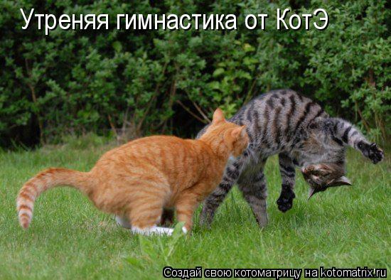 Утреняя гимнастика от КотЭ... Котоматрица: Утреняя гимнастика от КотЭ