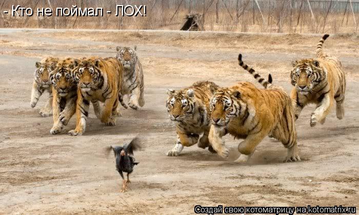 - Кто не поймал - ЛОХ!... Котоматрица: - Кто не поймал - ЛОХ!