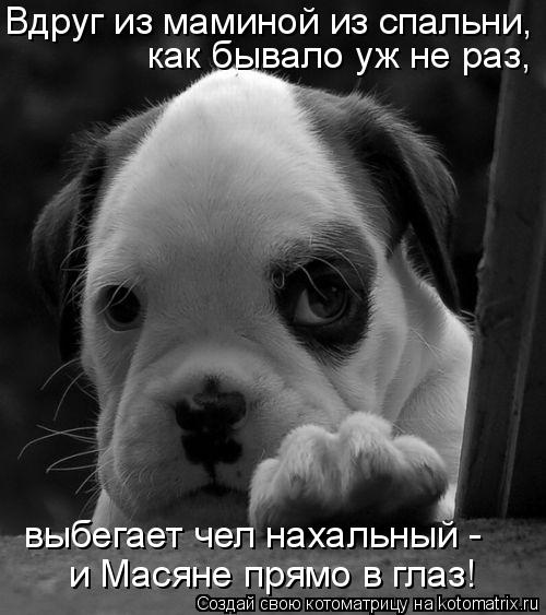 Вдруг из маминой из спальни, как бывало уж не раз, выбегает чел нахальный - и Масяне прямо в глаз!... Котоматрица: Вдруг из маминой из спальни, как бывало уж не раз, выбегает чел нахальный - и Масяне прямо в глаз!