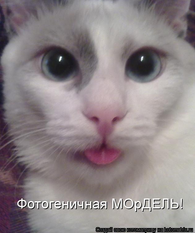 Фотогеничная МОрДЕЛЬ!... Котоматрица: Фотогеничная МОрДЕЛЬ!