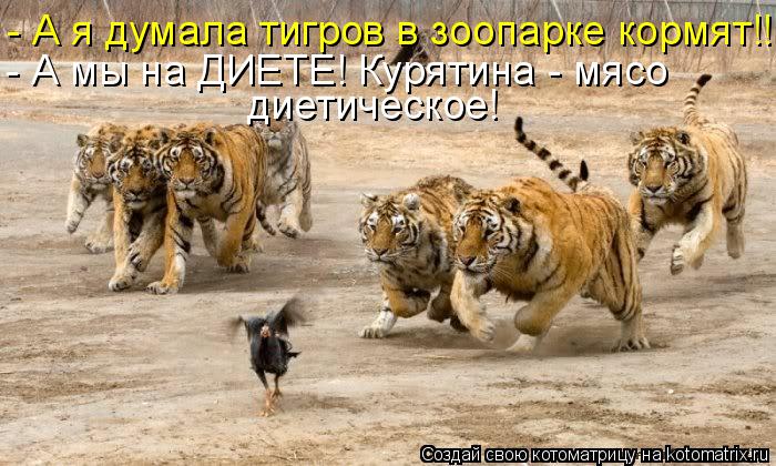 - А я думала тигров в зоопарке кормят!!! - А мы на ДИЕТЕ! Курятина - мясо диетическое!... Котоматрица: - А я думала тигров в зоопарке кормят!!! - А мы на ДИЕТЕ! Курятина - мясо диетическое!