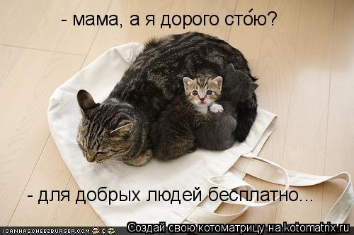 Котоматрица: - мама, а я дорого стою?  -  - для добрых людей бесплатно...