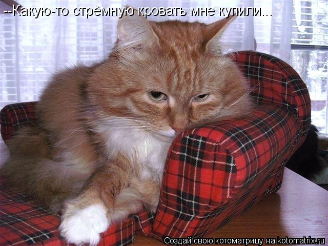 --Какую-то стрёмную кровать мне купили...... Котоматрица: --Какую-то стрёмную кровать мне купили...