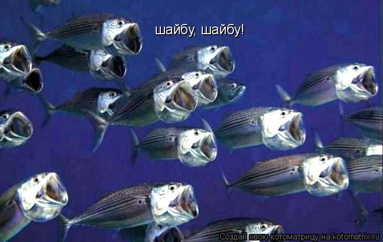 шайбу, шайбу!... Котоматрица: шайбу, шайбу!
