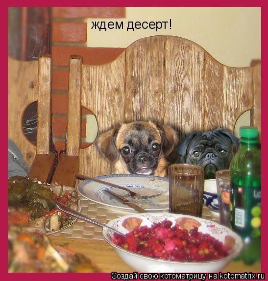 Котоматрица: ждем десерт!