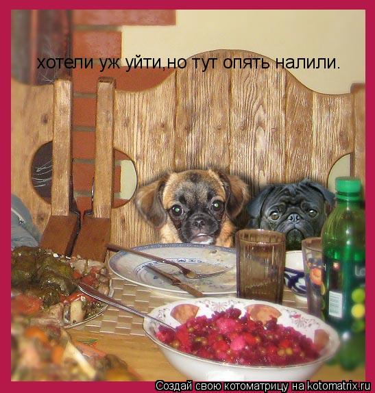 Котоматрица: хотели уж уйти,но тут опять налили.