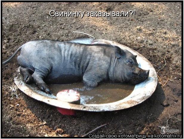 Котоматрица: Свининку заказывали?!