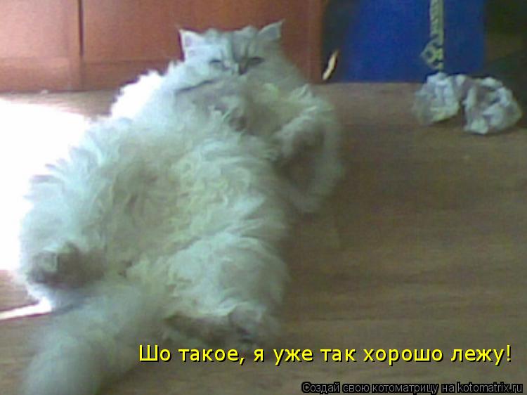 Шо такое, я уже так хорошо лежу!... Котоматрица: Шо такое, я уже так хорошо лежу!