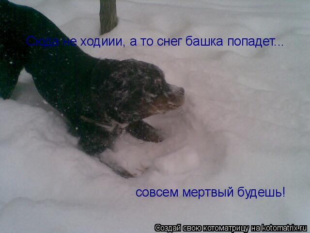 Сюда не ходиии, а то снег башка попадет... совсем мертвый будешь!... Котоматрица: Сюда не ходиии, а то снег башка попадет... совсем мертвый будешь!