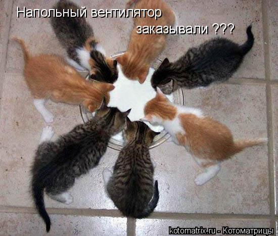Напольный вентилятор заказывали ???... Котоматрица: Напольный вентилятор заказывали ???