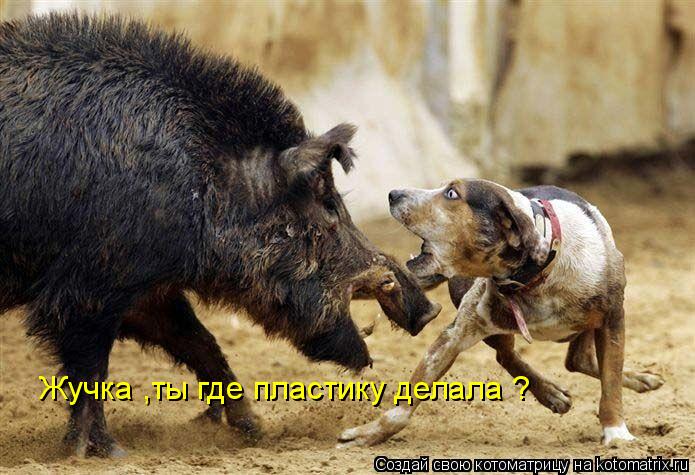 Жучка ,ты где пластику делала ?... Котоматрица: Жучка ,ты где пластику делала ?