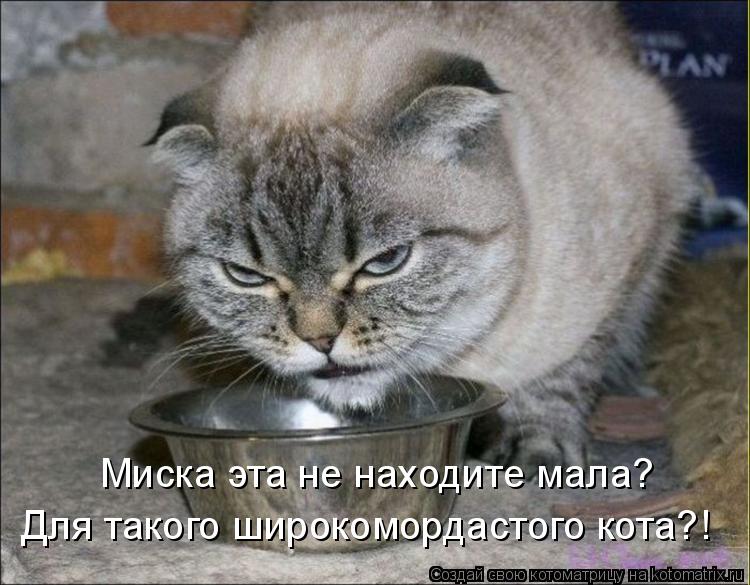 Миска эта не находите мала? Для такого широкомордастого кота?!... Котоматрица: Миска эта не находите мала? Для такого широкомордастого кота?!