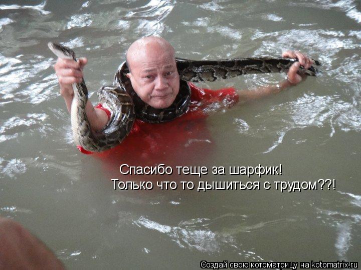 Спасибо теще за шарфик! Только что то дышиться с трудом??!... Котоматрица: Спасибо теще за шарфик! Только что то дышиться с трудом??!