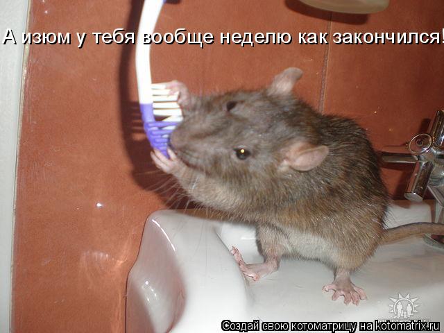 А изюм у тебя вообще неделю как закончился!... Котоматрица: А изюм у тебя вообще неделю как закончился!