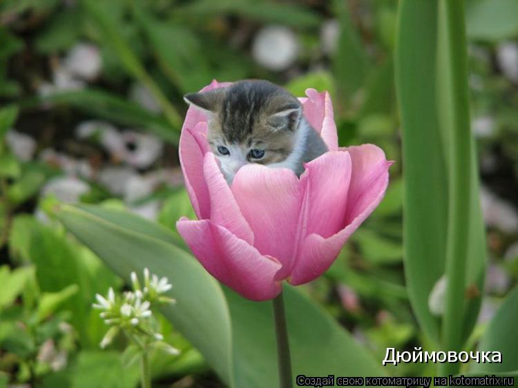 Котоматрица: Дюймовочка