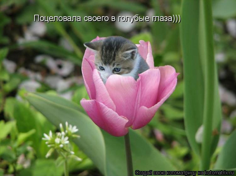 Поцеловала своего в голубые глаза)))... Котоматрица: Поцеловала своего в голубые глаза)))