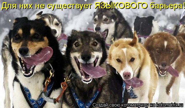 Для них не существует ЯЗЫКОВОГО барьера!... Котоматрица: Для них не существует ЯЗЫКОВОГО барьера!