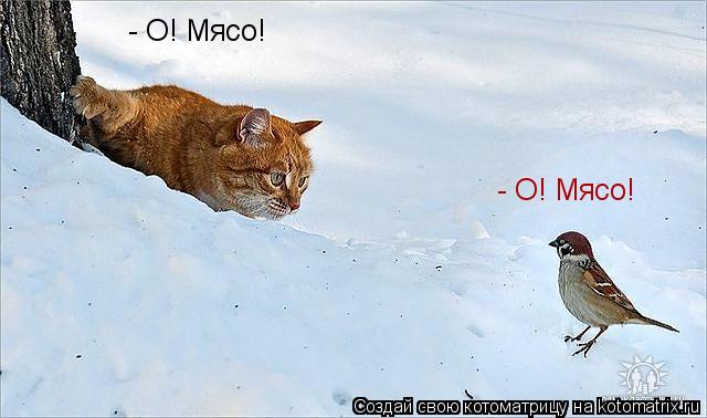 - О! Мясо! - О! Мясо!... Котоматрица: - О! Мясо! - О! Мясо!
