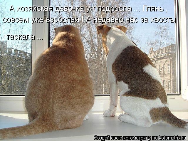 А хозяйская девочка уж подросла ... Глянь , совсем уже взрослая ! А недавно нас за хвосты таскала ..... Котоматрица: А хозяйская девочка уж подросла ... Глянь , совсем уже взрослая ! А недавно нас за хвосты таскала ...