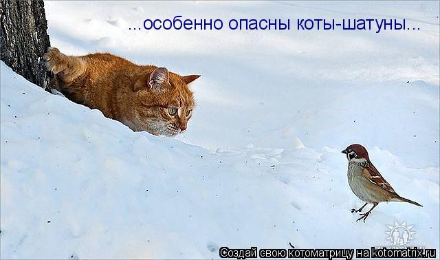 ...особенно опасны коты-шатуны...... Котоматрица: ...особенно опасны коты-шатуны...