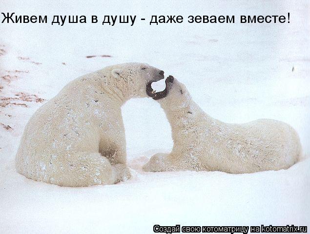 Живем душа в душу - даже зеваем вместе!... Котоматрица: Живем душа в душу - даже зеваем вместе!