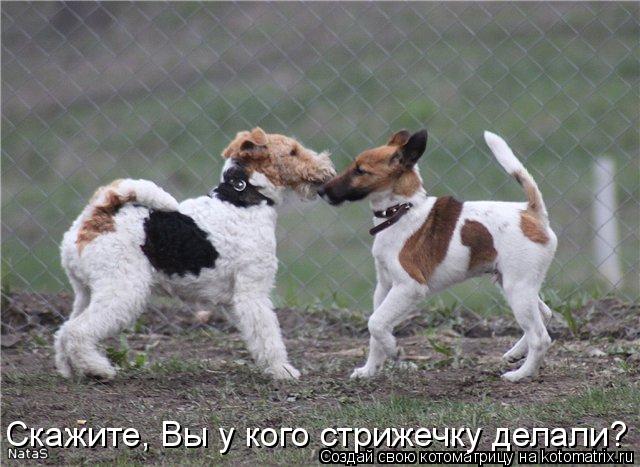 Котоматрица: Скажите, Вы у кого стрижечку делали?