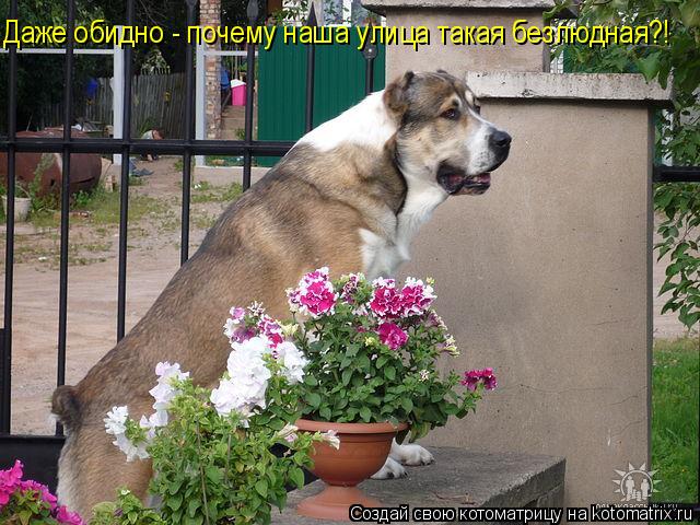 Даже обидно - почему наша улица такая безлюдная?!... Котоматрица: Даже обидно - почему наша улица такая безлюдная?!