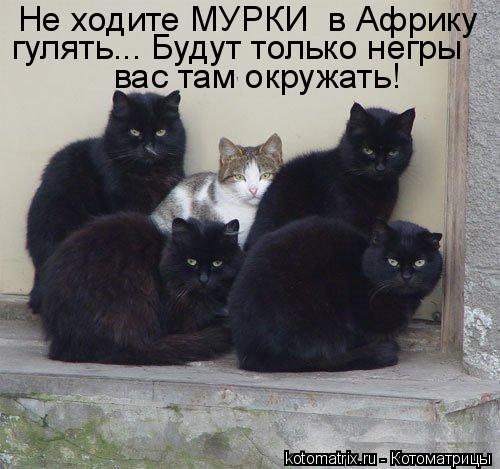 Не ходите МУРКИ в Африку гулять... Будут только негры вас там окружать!... Котоматрица: Не ходите МУРКИ в Африку гулять... Будут только негры вас там окружать!