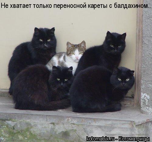 Не хватает только переносной кареты с балдахином...... Котоматрица: Не хватает только переносной кареты с балдахином...