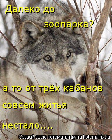 Котоматрица: Далеко до  зоопарка? а то от трёх кабанов совсем житья нестало....