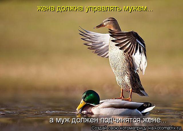 жена должна управлять мужем... а муж должен подчинятся жене...... Котоматрица: жена должна управлять мужем... а муж должен подчинятся жене...